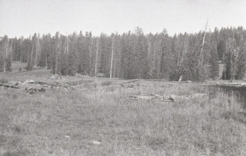 Debris from old structures, logs in the meadow with trees in background.