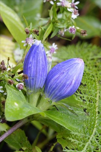 Bottled gentians in Cuyahoga Valley National Park