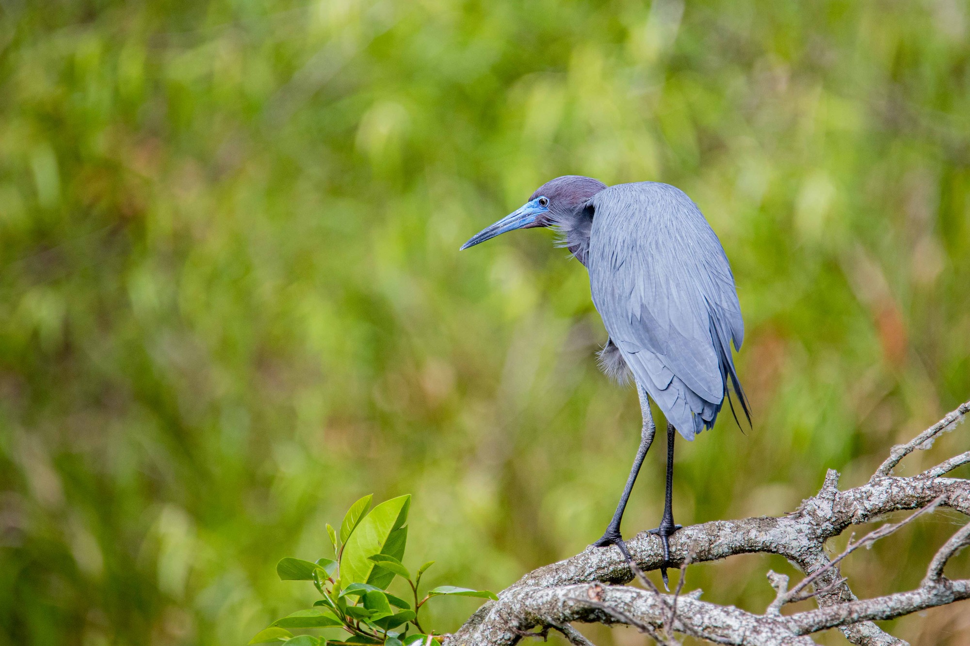 A blue bird perches on a branch. In the background is some blurred out vegetation.
