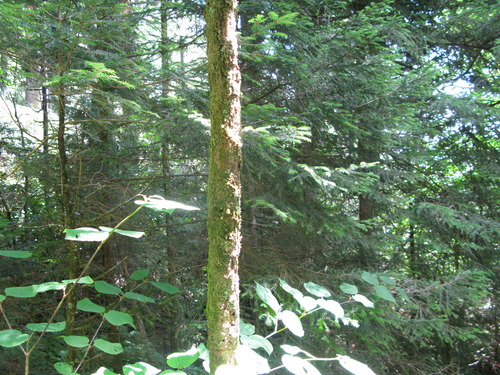 GRSM Accuracy Assessment. Plot Code: GRSM_AA_0928_3