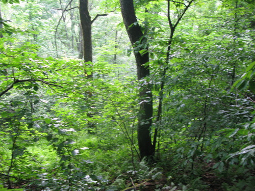 GRSM Accuracy Assessment. Plot Code: GRSM_AA_0929_3