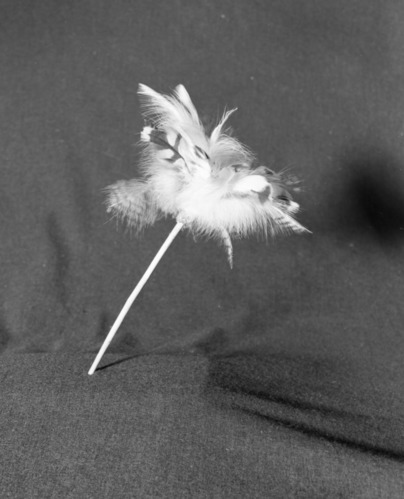 Marie Rozier Collection, Catalog No. 213. Object: Central Miwok cocoon. Dimensions: 12". Materials: Willow stick; cocoon; hawk and owl fluffs. Collection History: moo-lee-yah, single cocoon rattle used to scare away bad dreams. Made by Craig Bates under instruction of John Kelly, Central Miwok from Jamestown in 1969. Photographed by Michael Dixon in December 1982. Catalogued by Craig Bates and Barbara Beroza. Yosemite Collections, National Park Service.