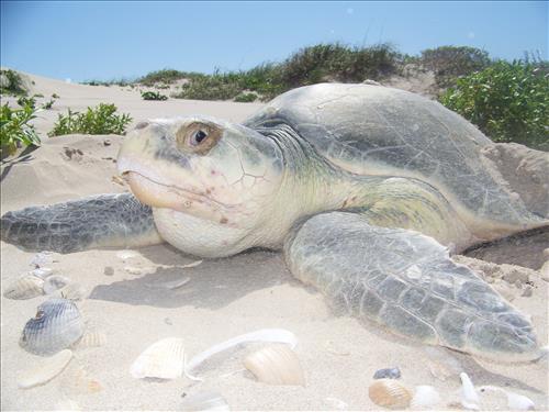 2010 Kemp's ridley sea turtle project at Padre Island National Seashore (for NRC)