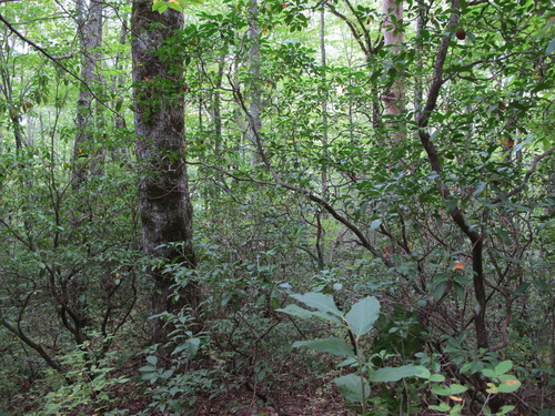 GRSM Accuracy Assessment. Plot Code: GRSM_AA_0888_5