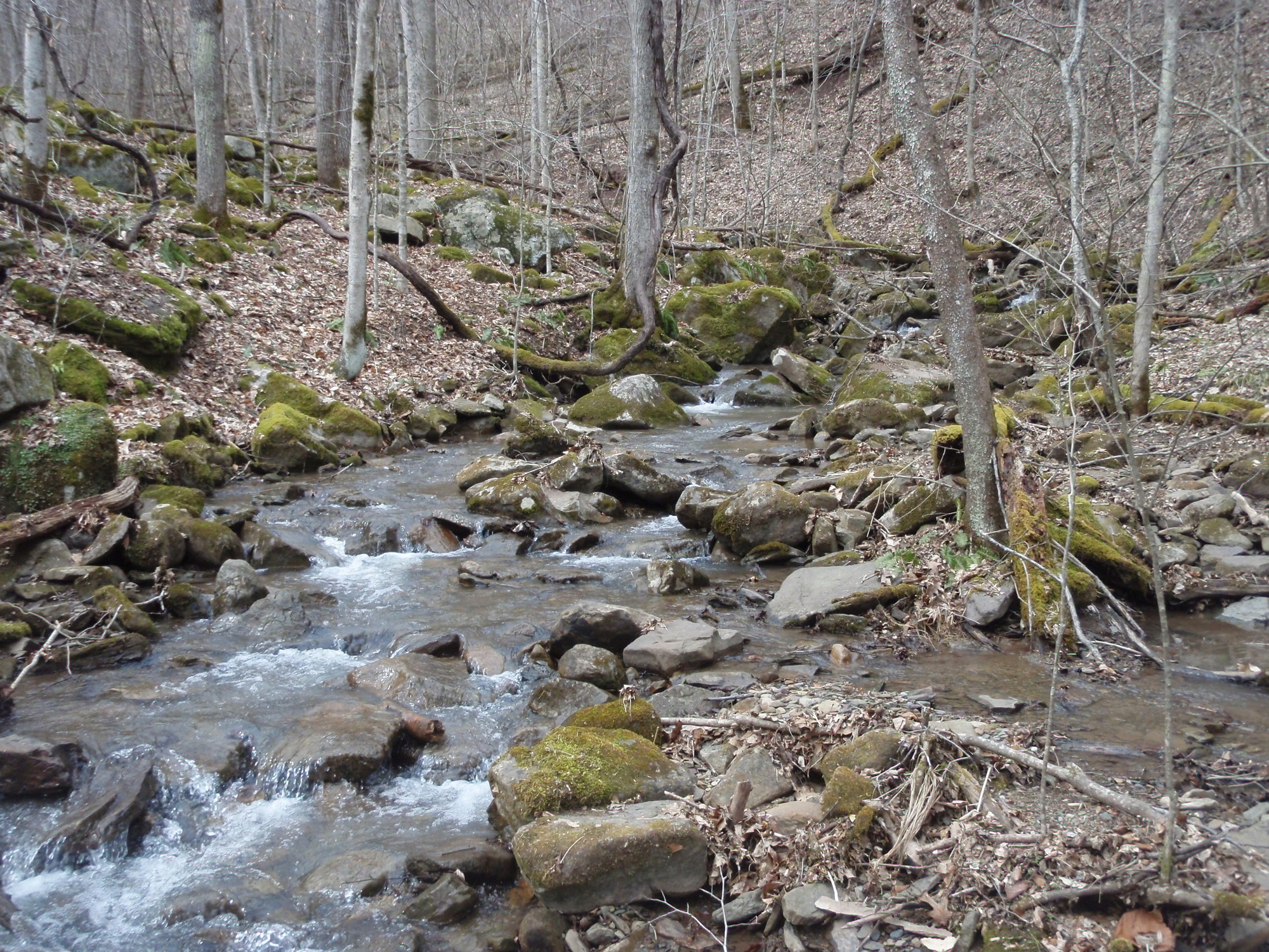 Site visit photo showing the upstream (UP) or downstream (DN) view of a wadeable stream reach taken during benthic macroinvertebrate monitoring at New River Gorge National Park and Preserve.