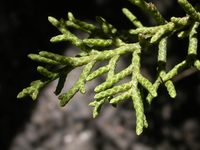Close-up view of California juniper leaves
