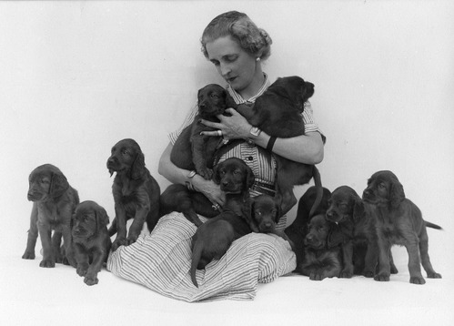 Woman wearing a dress and seated with eleven Irish Setter puppies