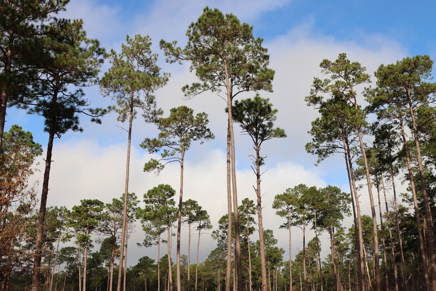 Tall, narrow pine trees against a blue, partly cloudy sky