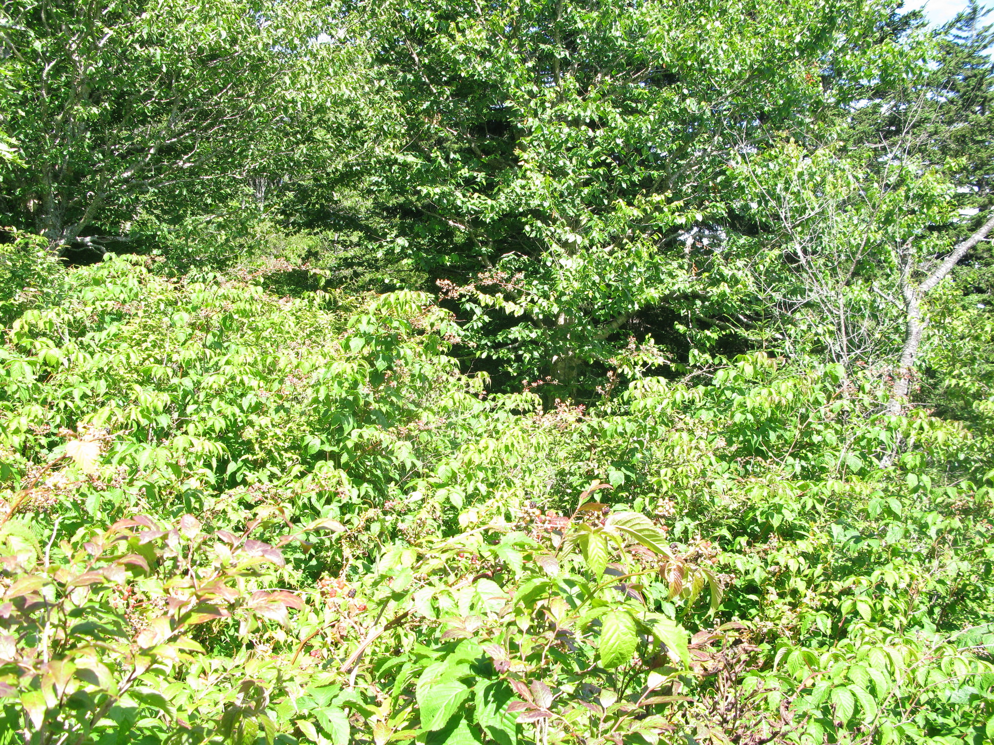 GRSM Accuracy Assessment. Plot Code: GRSM_AA_0343_3