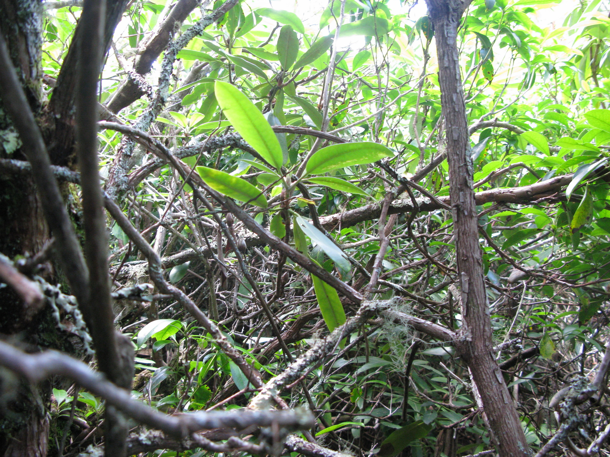 GRSM Accuracy Assessment. Plot Code: GRSM_AA_0313_4