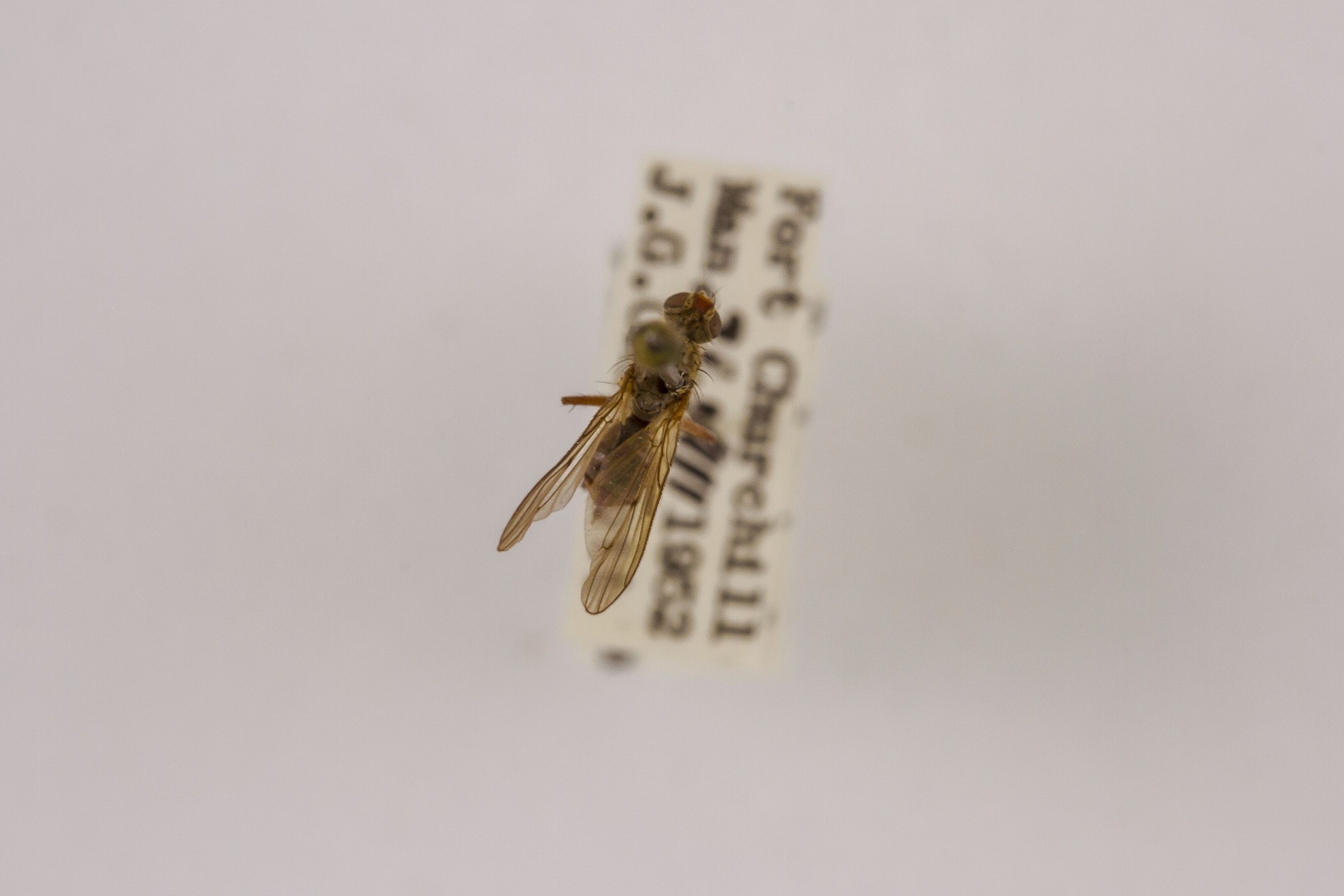 Image of Scathophaga furcata, a species of Animalia