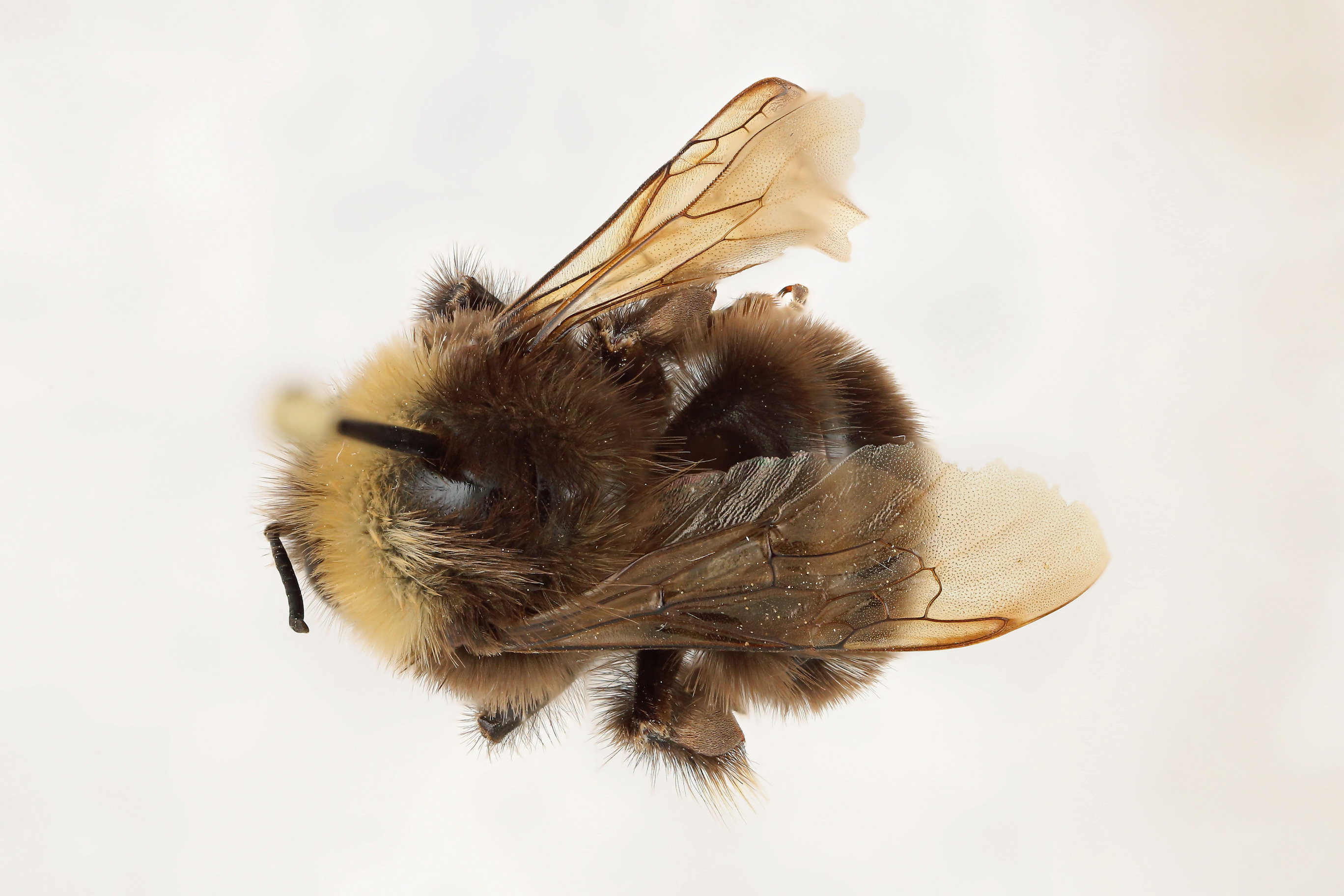 Dorsal view of pinned bee, Bombus occidentalis