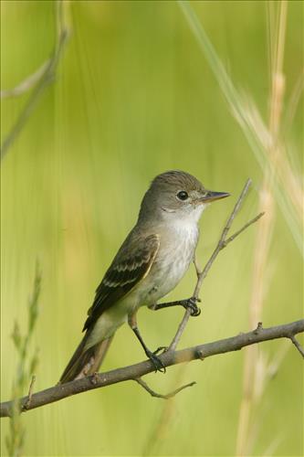 Willow flycatcher in Cuyahoga Valley National Park