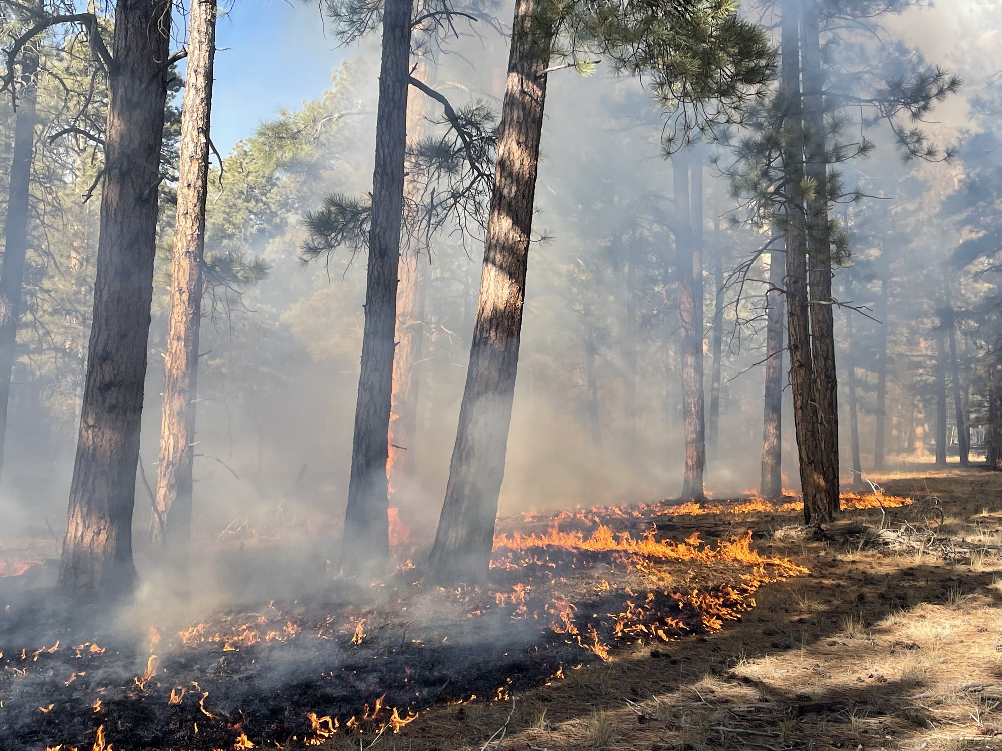 Smoke and fire creeps through the ponderosa pine understory. 