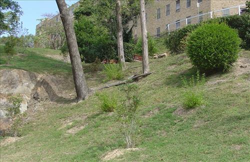 Plant Shrubs and Trees along Grand Promenade at Hot Springs National Park in August 2008
