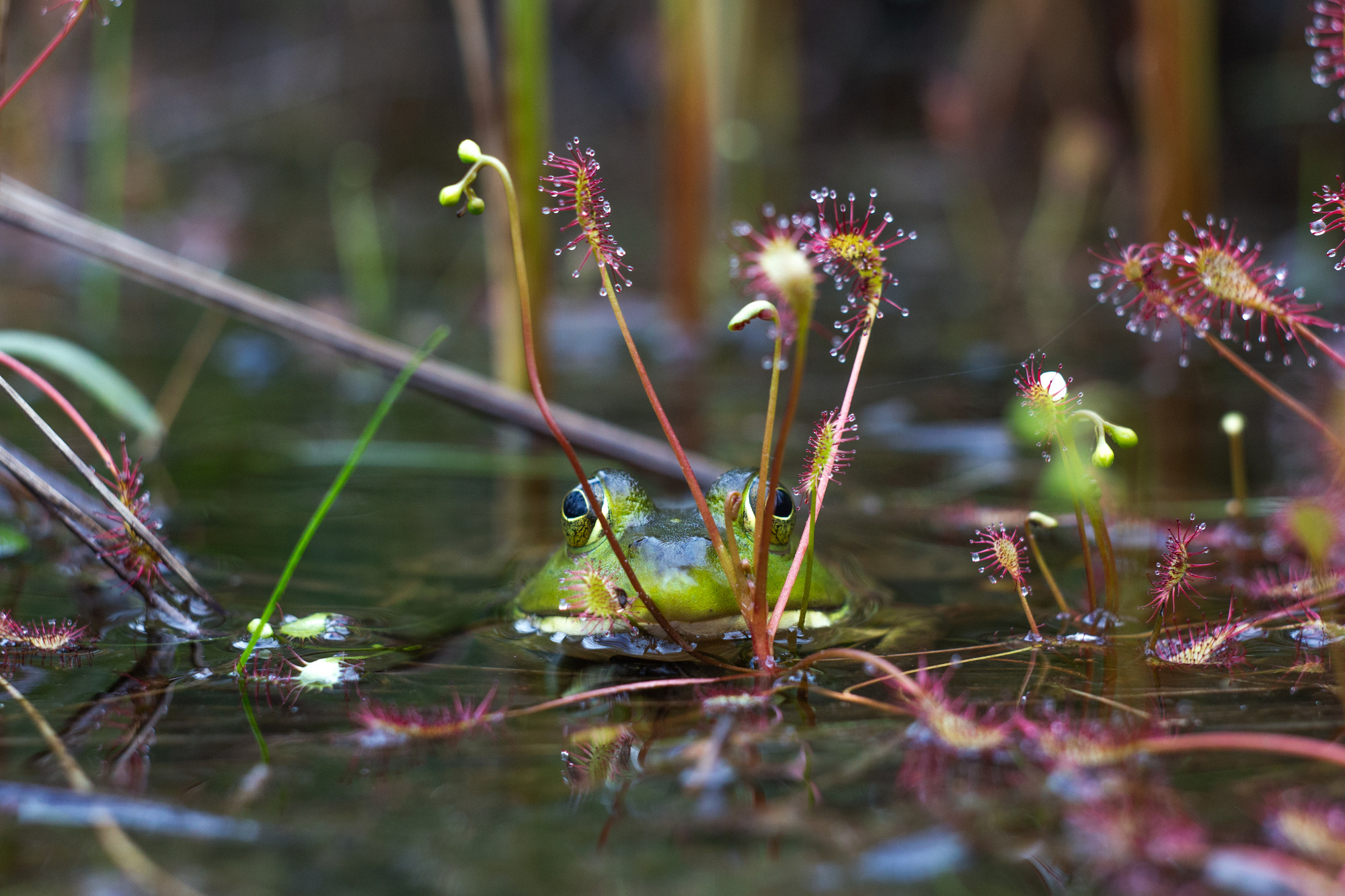 Tiny green plants with red spikes coming out of the oval shaped top. There are raindrops on the ends of the spikes and the plants are sitting in pond water. A frog sits in the water behind the plants.