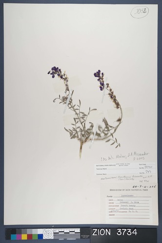 Herbarium Specimen Sheet 3734