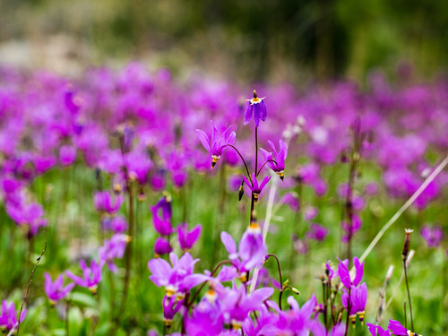 a patch of small bright pink flowers