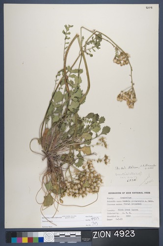 Herbarium Specimen Sheet 4923