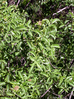 Blue elderberry leaves