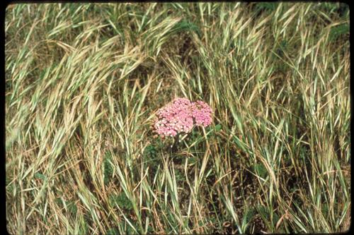 Pink flower in dry grass