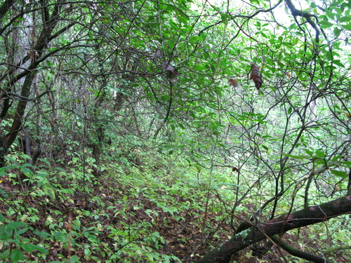 GRSM Accuracy Assessment. Plot Code: GRSM_AA_0270_3