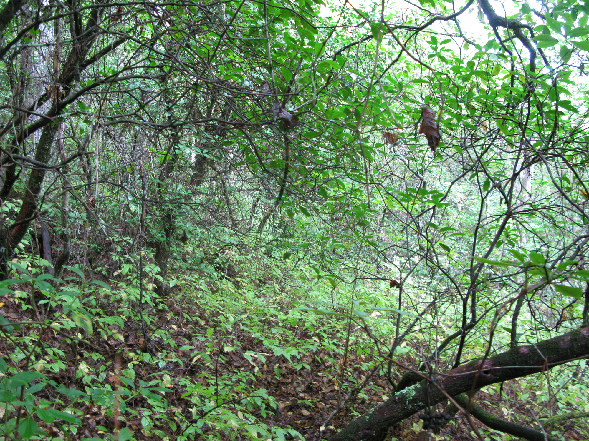 GRSM Accuracy Assessment. Plot Code: GRSM_AA_0270_3