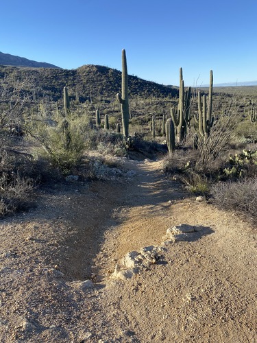 trail with saguaros surrounding and hills in the distance
