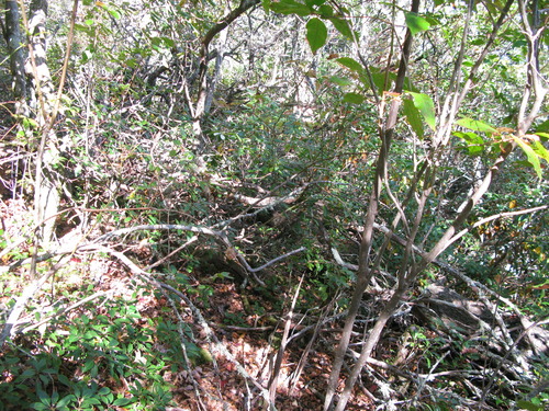 GRSM Accuracy Assessment. Plot Code: GRSM_AA_0323_3