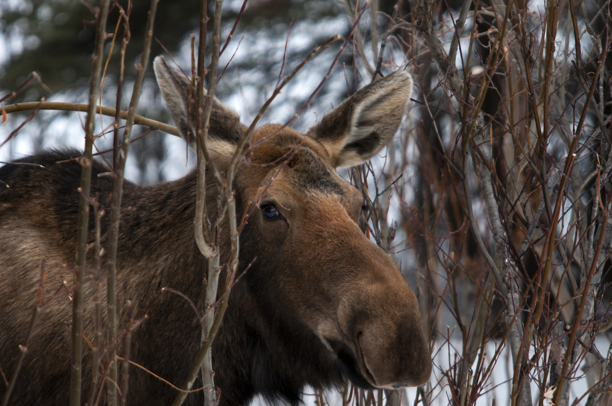 a moose standing in a snow forest