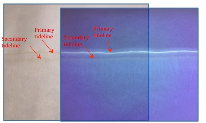 Figure 4. Laboratory produced tideline on Whatman 1 paper after 21 days of artificial 
aging as described in the text in white light (left) and UV (right).