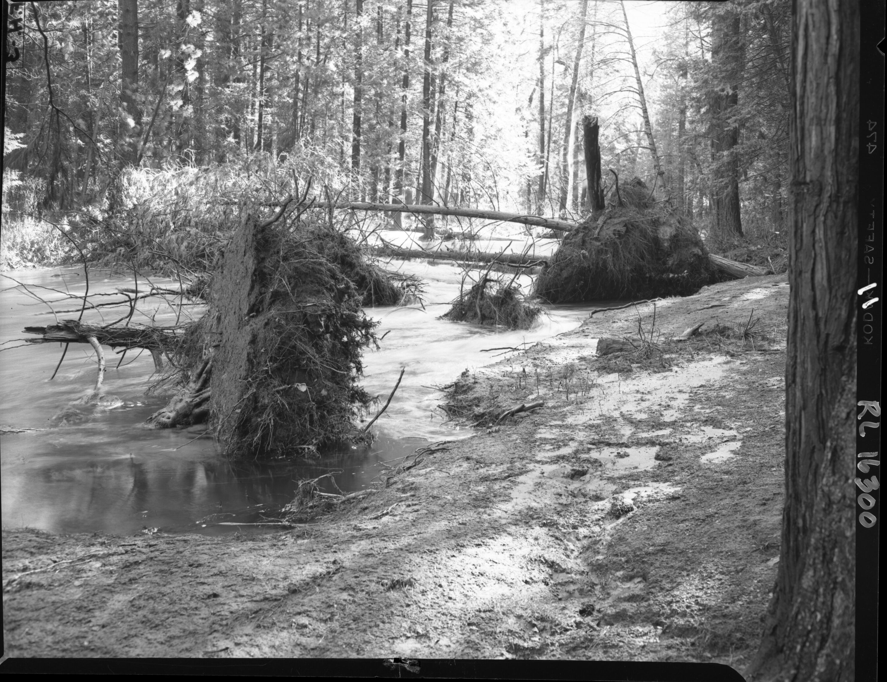 Uprooted Trees in Aftermath of Flood