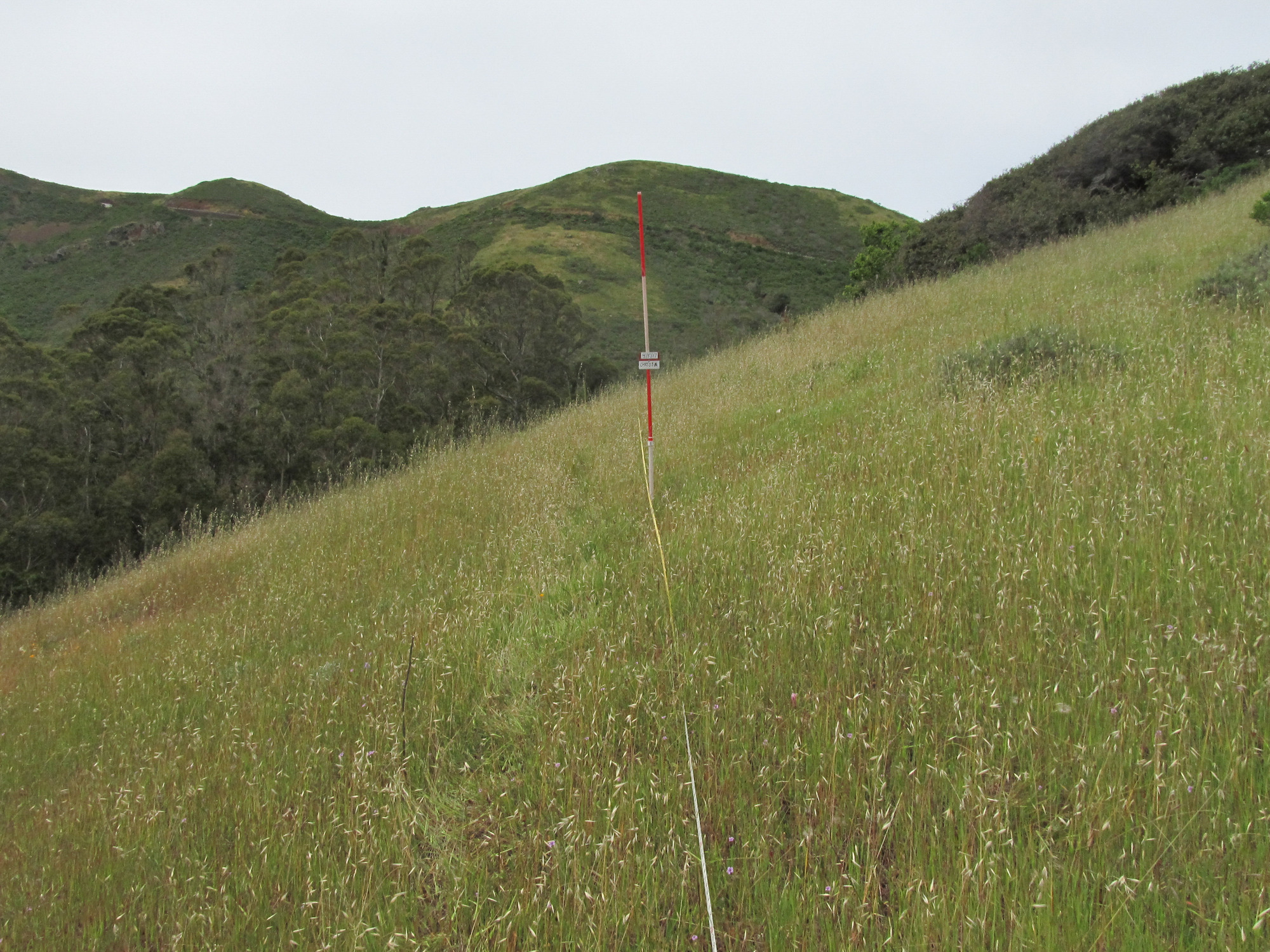 Eye-level view from the center point of a plant community monitoring plot