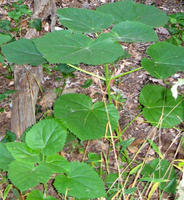 Princess-tree seedlings