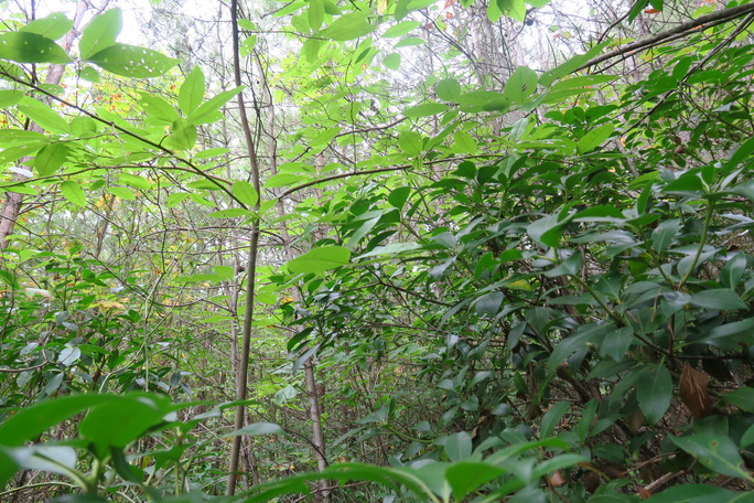 GRSM Accuracy Assessment. Plot Code: GRSM_AA_0822_2