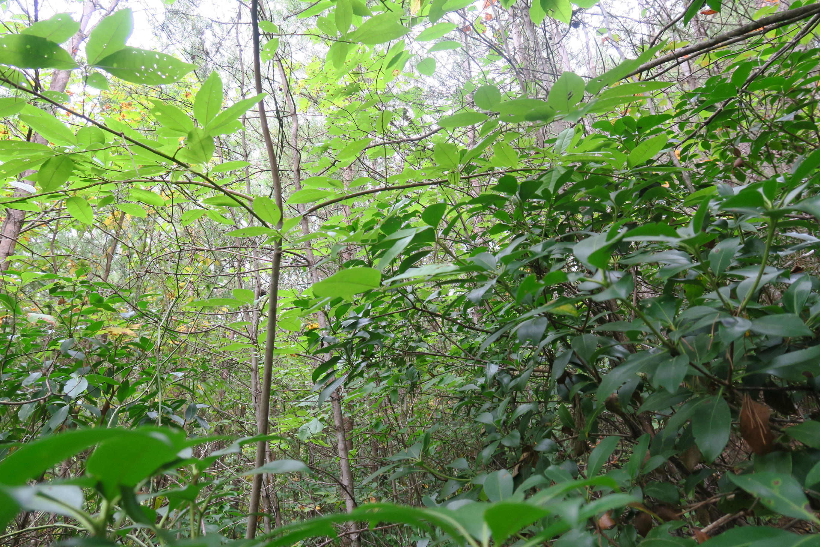 GRSM Accuracy Assessment. Plot Code: GRSM_AA_0822_2