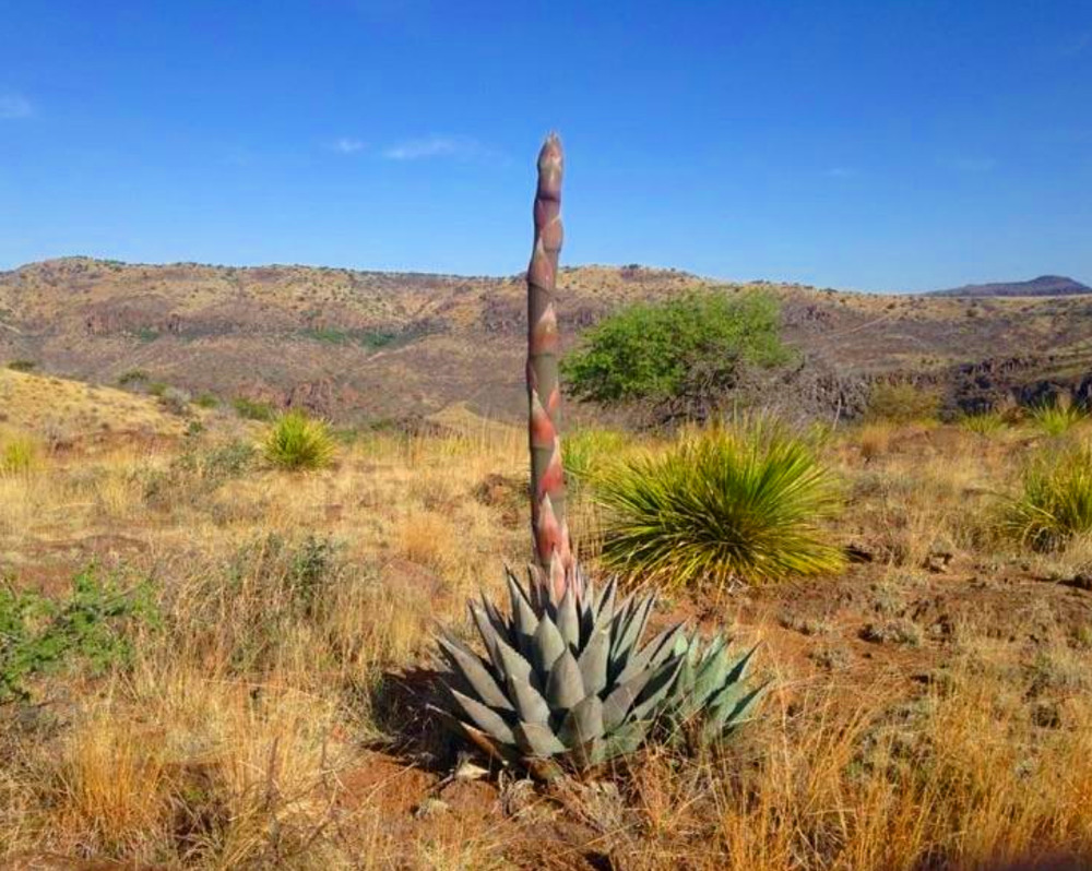 Agave Beginning of Bloom Stalk 