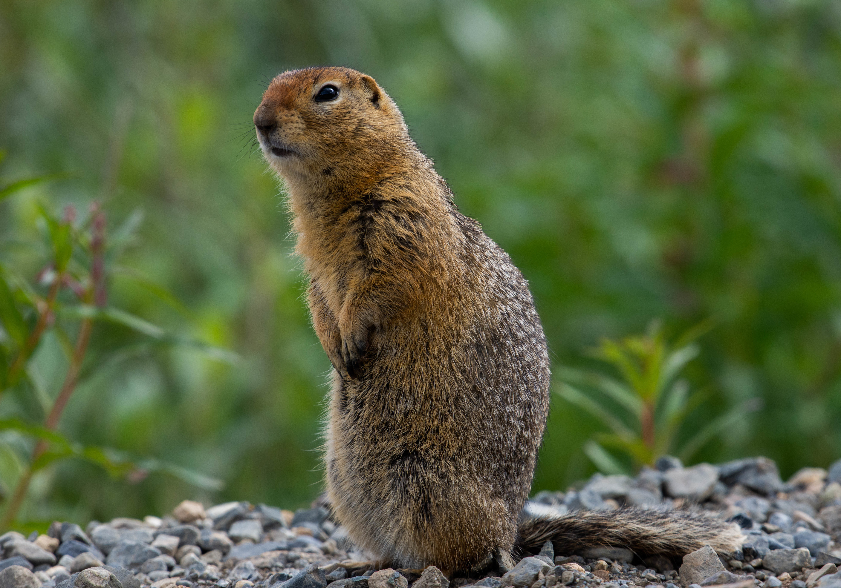 An Arctic ground squirrel