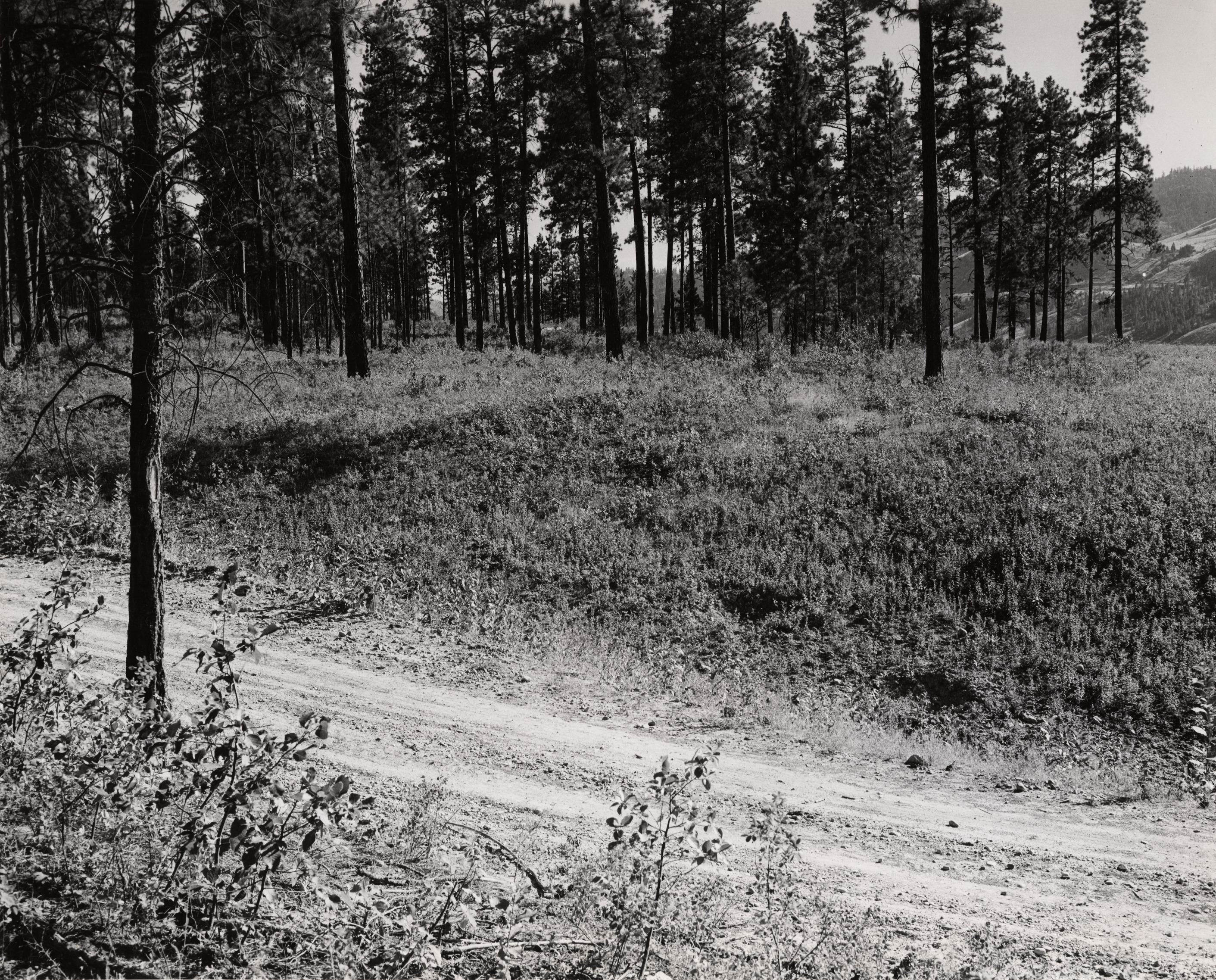 Black and white photograph of a dirt road next to a grove of pine trees