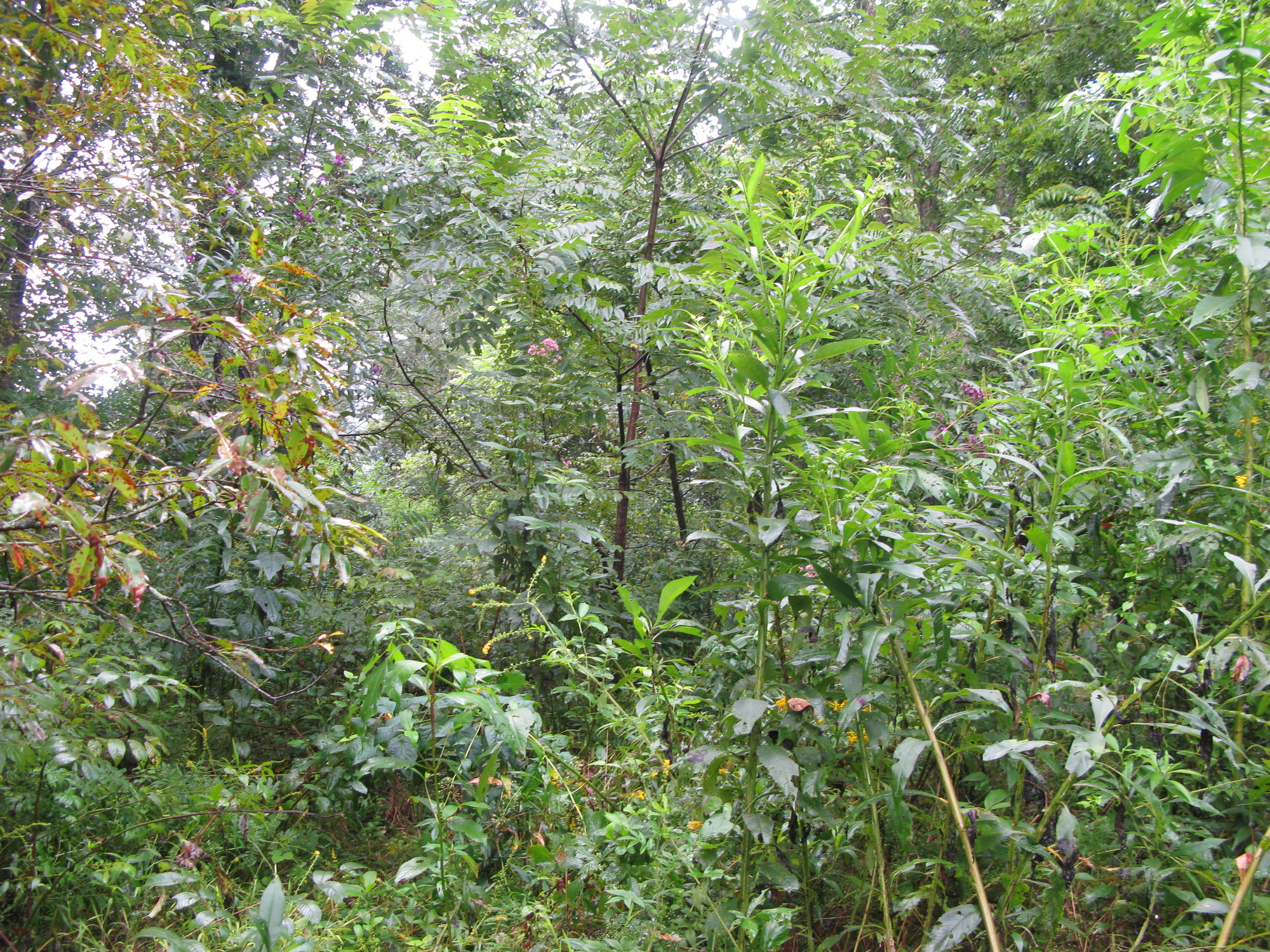 GRSM Accuracy Assessment. Plot Code: GRSM_AA_0355_6