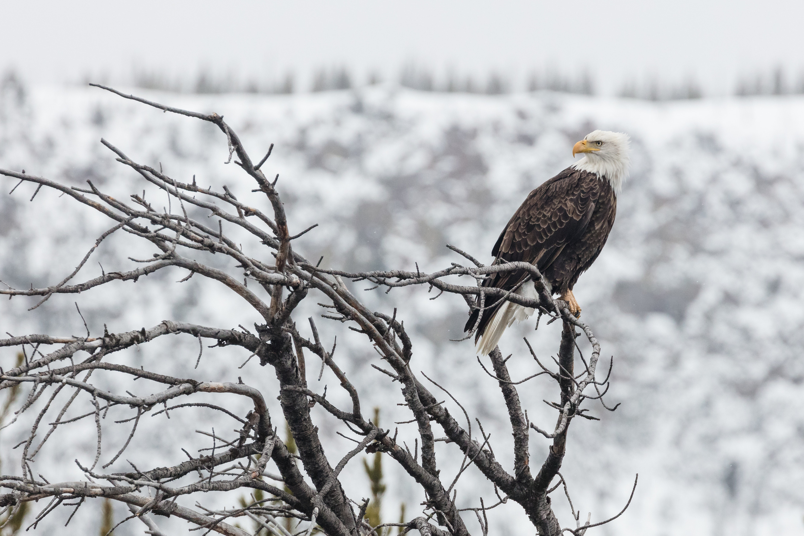 Bald eagle perched on a dead limb of a tree.