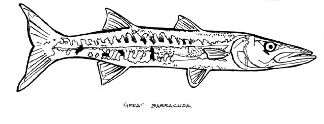 a Great Barracuda