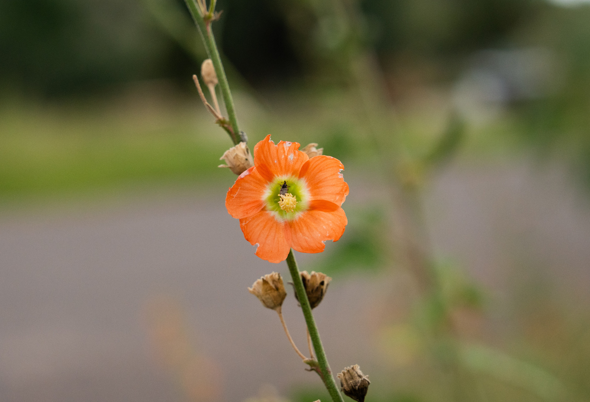A close-up image of a Globemallow flower, showing its delicate, pale orange petals. The soft, velvety texture of the petals contrasts with the intricate details of the flower's reproductive structures, capturing the beauty and simplicity of the bloom.