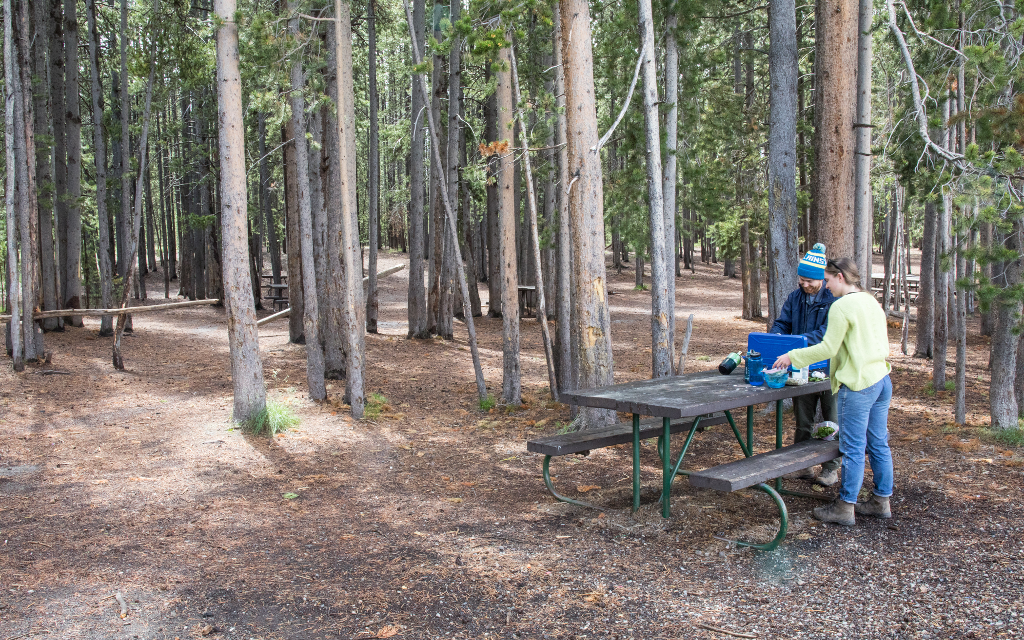 A couple cooks on a camp stove on a picnic table in a forest of lodgepole pine trees.