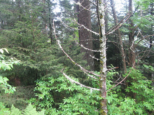 GRSM Accuracy Assessment. Plot Code: GRSM_AA_0425_4