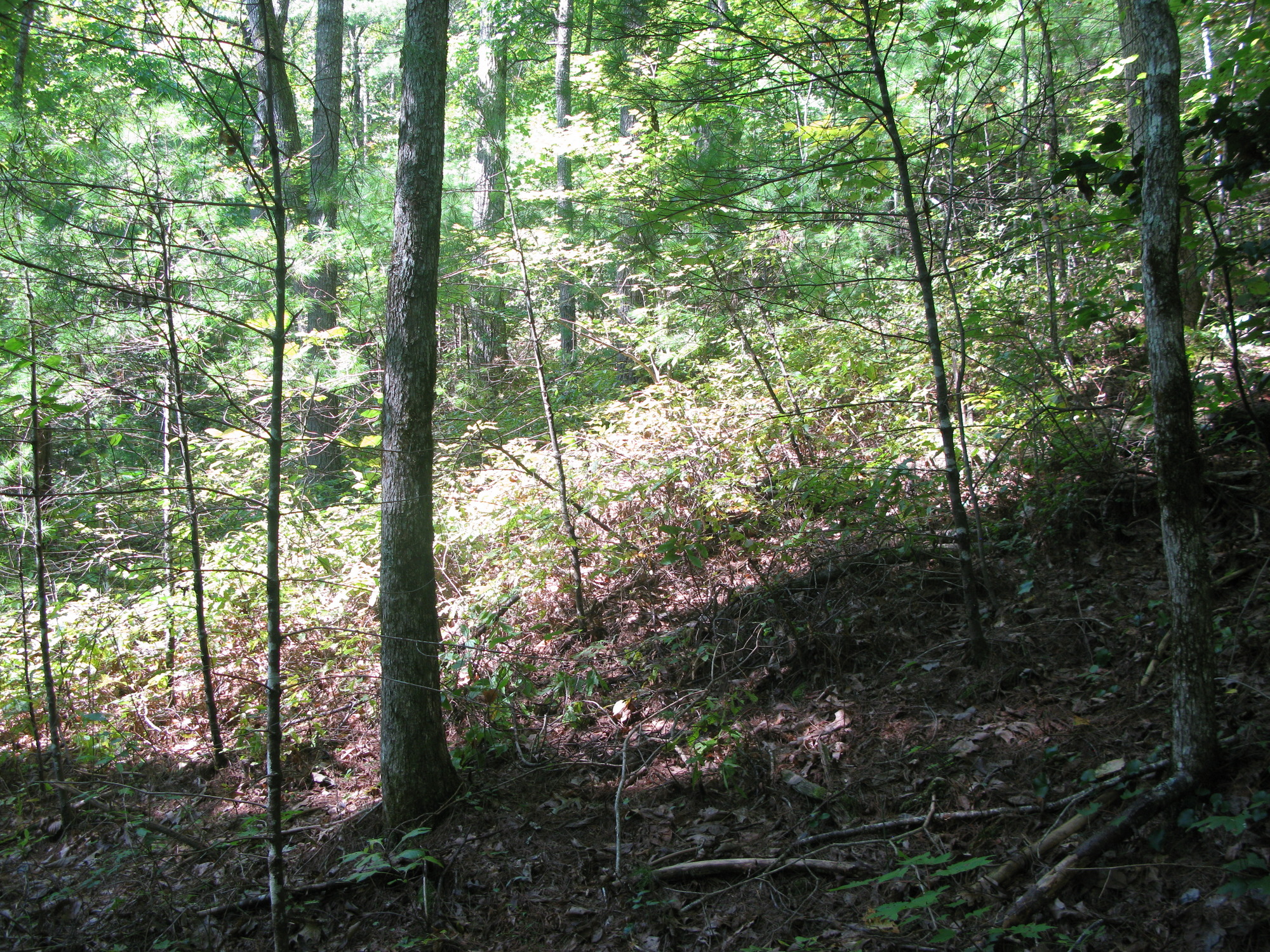 GRSM Accuracy Assessment. Plot Code: GRSM_AA_0401_5