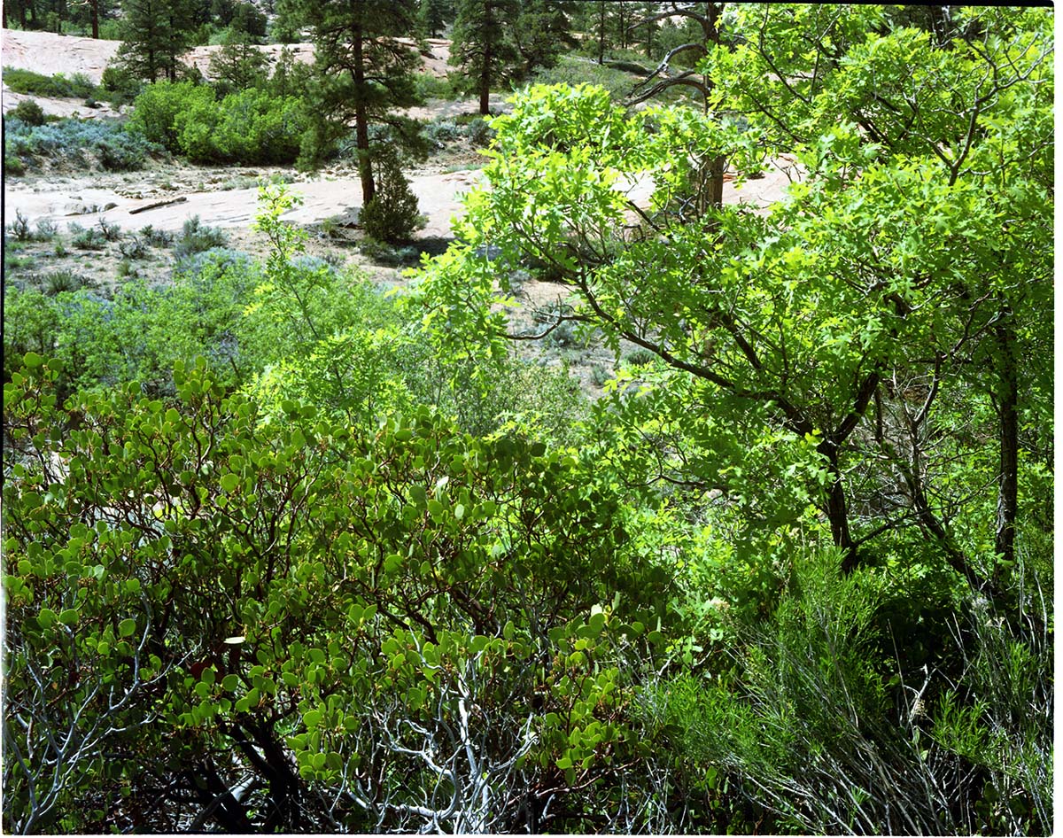 Color Photos of shrubs.