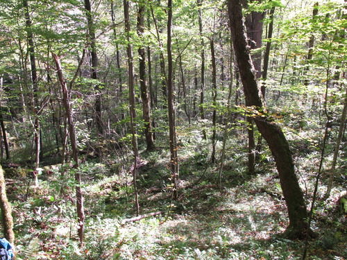 GRSM Accuracy Assessment. Plot Code: GRSM_AA_0207_3