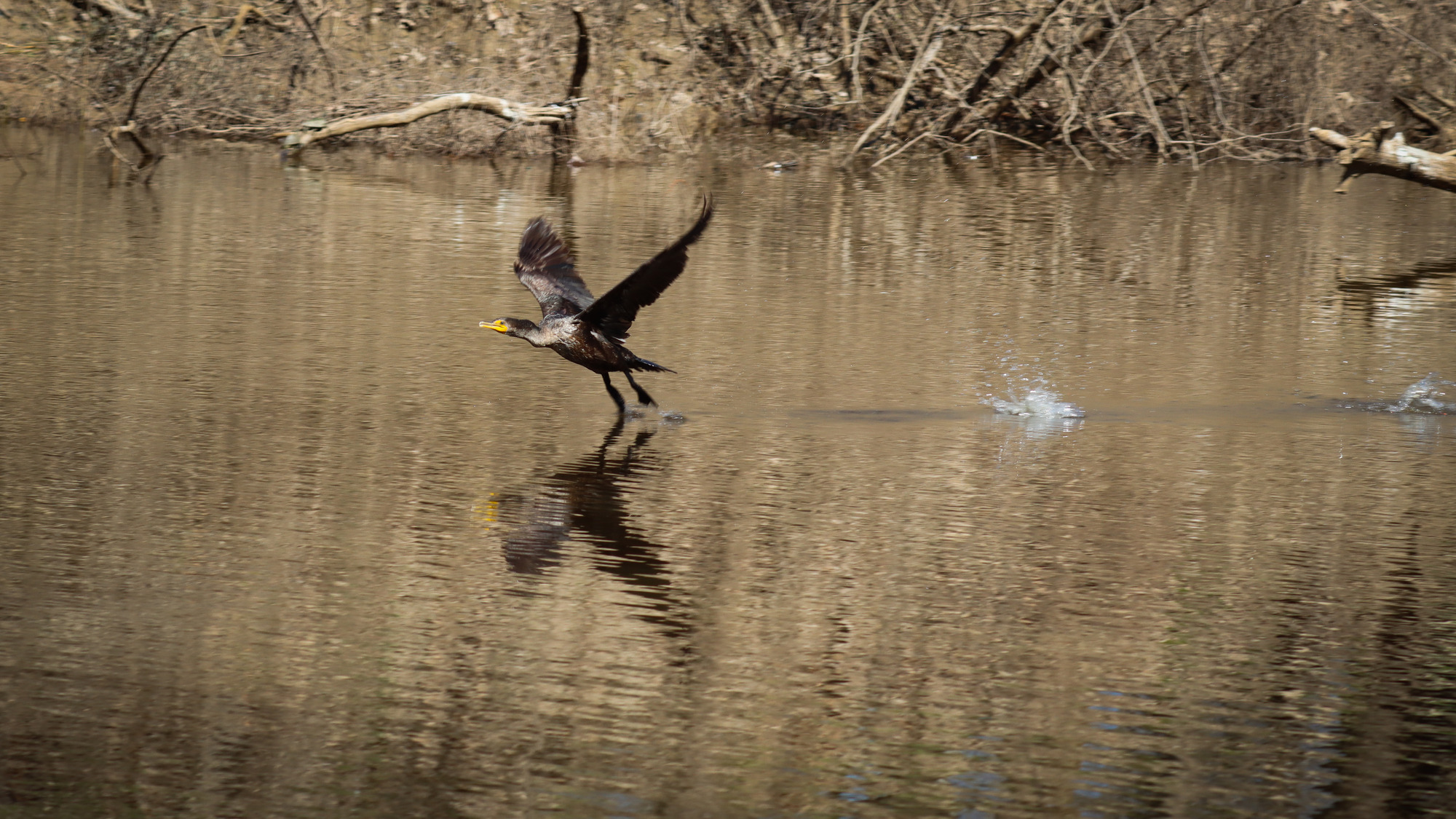 A shiny black cormorant bird spreading its wings as it lifts off from a calm waterway.