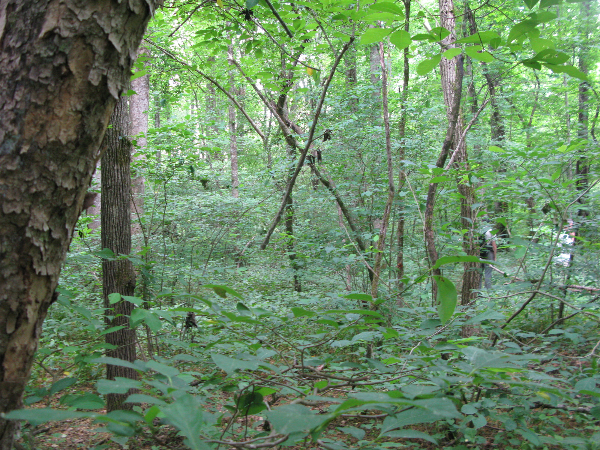 GRSM Accuracy Assessment. Plot Code: GRSM_AA_0866_4